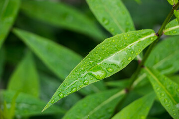 green leaves with water drops after rain close-up, natural plant background	
