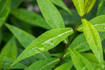 green leaves with water drops after rain close-up, natural plant background
