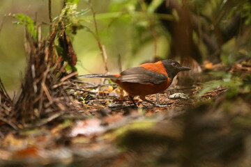 The hooded pitohui (Pitohui dichrous) is a species of bird in the genus Pitohui found in New Guinea. This photo was taken in Arfak mountain, west Papua, Indonesia.