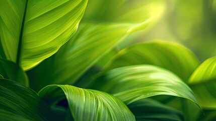 Closeup leaf texture.