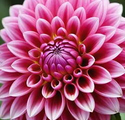 Fototapeta premium pink dahlia flower, nature, plant, blossom, beauty, petal, garden, bloom, chrysanthemum, floral, white, summer, macro