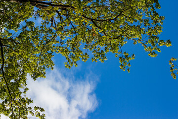 Green oak crown against a blue sky