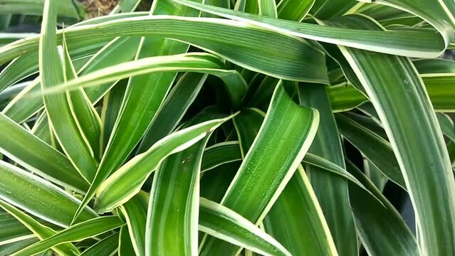 lemon lime dracaena plants that grow well in the garden