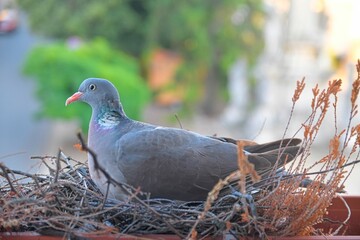 A dove sits on eggs. A pair of pigeons have made a nest in a flower box on a windowsill. The concept of bird life in the city.