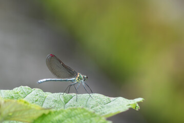 春の里山でアサヒナカワトンボが現れた　滋賀県高島市