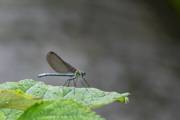 春の里山でアサヒナカワトンボが現れた　滋賀県高島市