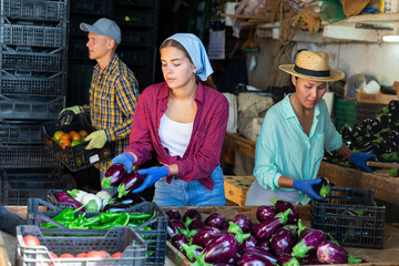Two women sorting and packing eggplants in vegetable warehouse. Man carrying crate full of tomatoes.