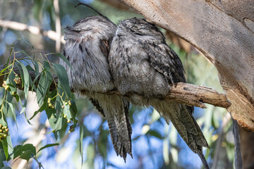 Australian Tawny Frogmouth pair perched by day on gum tree branch