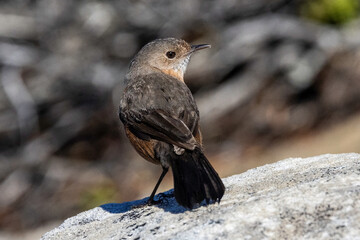 Rockwarbler bird is native to the Sydney Basin area Australia