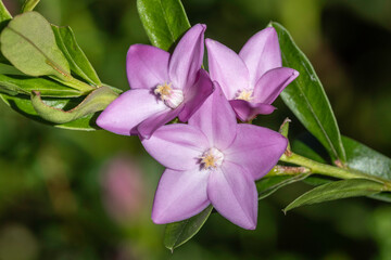 Australian Lance-leaf Crowea plant in flower