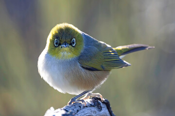 Close up of Australian Silvereye