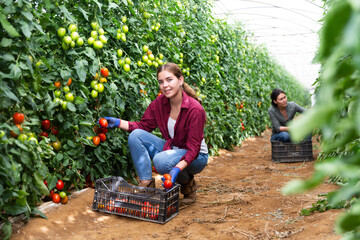 Women picking tomatoes from shrubs in large warm house © JackF