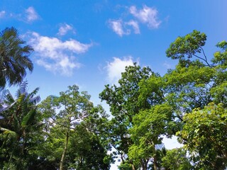 trees and blue sky 