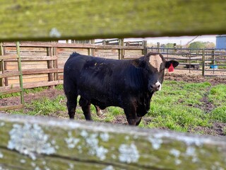 Black bull with a red tag in his ear, taken down in South Georgia