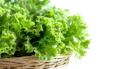 Fototapeta premium lettuce on a white background