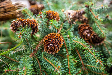 Spruce tree Picea abies with cones