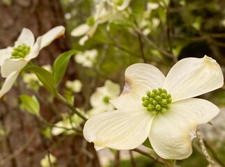 Blooming dogwood blossoms on a spring day in Georgia