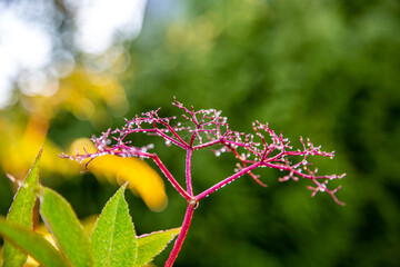 An Elderberry bush, or Sambucus, covered cobweb and rain droplets drenching rain.