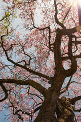 Perspectiva de baixo para cima de paineira florida com ramos sob céu azul
