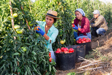 Focused Asian woman working on farm field on sunny summer day, harvesting red tomatoes. Growing industrial varieties of vegetable.