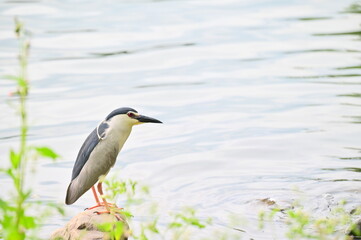 The Black-crowned Night Heron (Nycticorax nycticorax) is widely distributed across Eurasia, Africa, the Americas, and Oceania. In Taiwan, it's a common resident, found island-wide near water bodies.