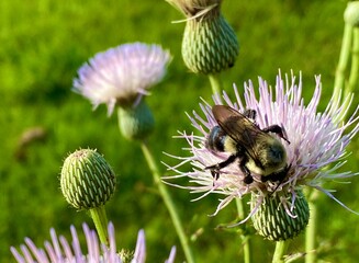 A bee drinking nectar from a purple thistle flower in a pasture in Georgia