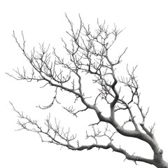 Fototapeta premium leafless tree branch with intricate pattern of twigs, isolated on a white background. , transparent background