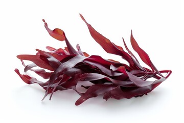 Red algae on white surface