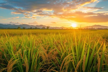 Rice field at sunrise before harvest