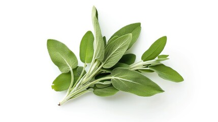 Obraz premium Isolated sage plant on a white background