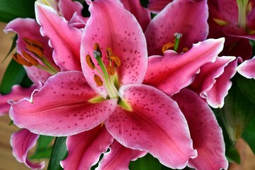 close up of pink lily