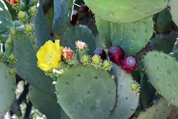 Flowering cactus