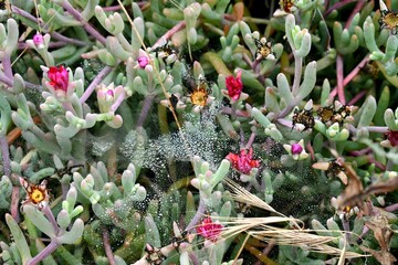 Wild blooming succulents 