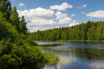 Beautiful summer landscape with a forest river. Trees on the banks of the river. Clouds in the blue sky. Travel and recreation in the countryside in nature. Shuya River, Republic of Karelia, Russia.
