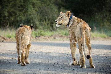 A lioness mother who is looking fairly thin and is fitted with a tracking collar, pauses in the road with one of her juvenile cubs in order to look for her other cubs in a game reserve in South Africa