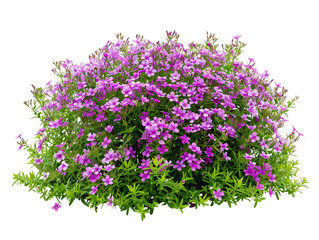Obraz premium Phlox Subulata Bush on Transparent Background Cutout