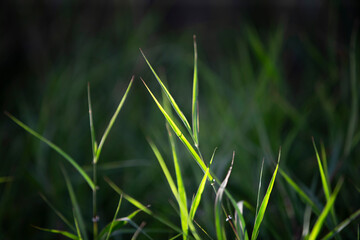 Green grass with dew, shallow depth of field. Spring background