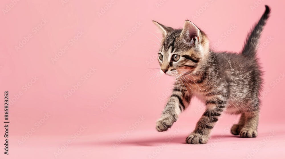 Aufkleber kitten with tabby markings playing on pink background on web banner with copy space