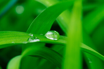 緑の葉に雨の雫
