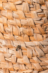 Obraz premium Bulrush basket closeup with bee.