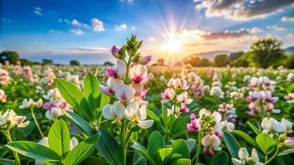 Fototapeta premium Vibrant clusters of white and pink Guar bean flowers bloom amidst lush green foliage in a sun-kissed agricultural landscape.