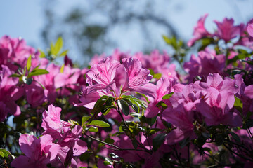 春のツツジの彩り