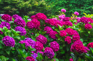 満開の西洋アジサイ