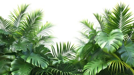 Lush Green Tropical Leaves on White Background. Monstera and Palm Fronds