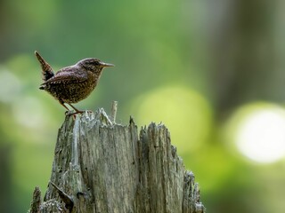 森の中で枯れ木に留まっているミソサザイ