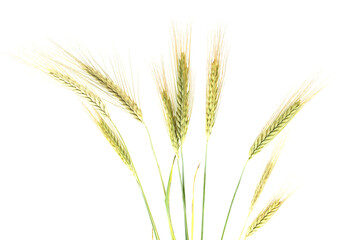 Fototapeta premium Rye stems isolated on white background with copy space