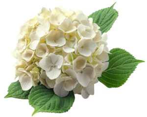 Close-up of a beautiful white hydrangea flower bouquet with lush green leaves, isolated on a white background.