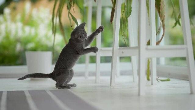 Young playful Russian Blue kitten playing around by the window, getting the zoomies. Gorgeous blue-gray cat with green eyes. Family pet at home.
