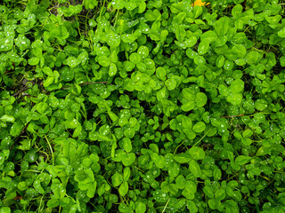 Green natural grass clover with rain drops. Seamless texture