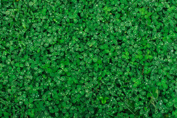 Green natural grass clover with rain drops. Seamless texture